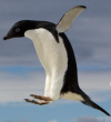 Adelie Penguin