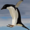 Adelie Penguin