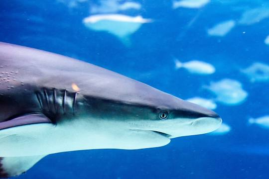 Visit the Adventure Aquarium on the Camden Waterfront